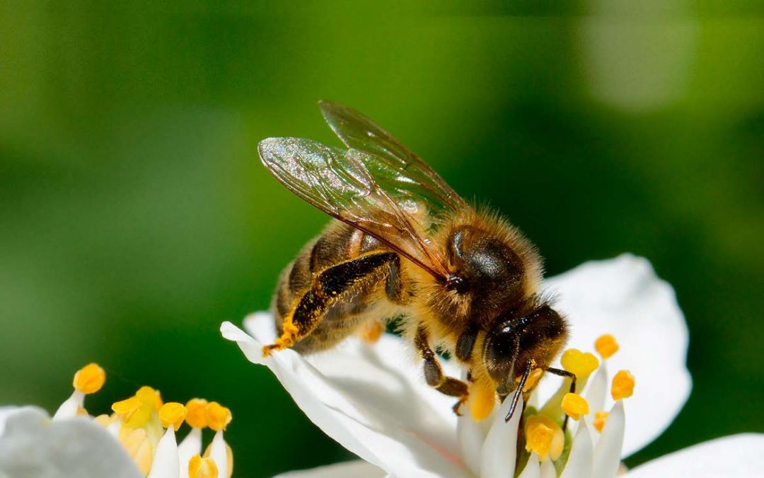 Conférence-débat // Le monde des abeilles, vu par Jean-Claude Ameisen – Mercredi 6 novembre – Hôtel du Département