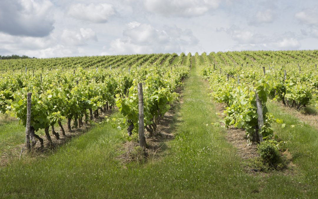 CONFÉRENCE DE PRESSE – L’œnotourisme et le développement de l’agroécologie dans les vignobles du Frontonnais – Lundi 20 juillet à 14h30 à la Maison des Vins de Fronton