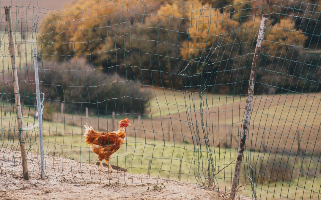 Face à un nouvel épisode de grippe aviaire, le Conseil départemental soutient les éleveuses et les éleveurs de volailles en Haute-Garonne