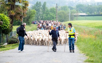 10ème édition de la Grande transhumance de brebis des Pyrénées de Villeneuve-lès-Bouloc à Launaguet – Dimanche 4 mai