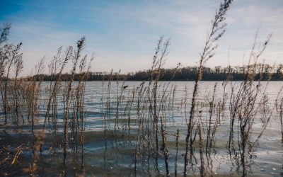 Le Département inscrit le « Boisement alluvial du ruisseau du l’Oustadet » à Aspret-Sarrat au Conservatoire départemental des zones humides de la Haute-Garonne