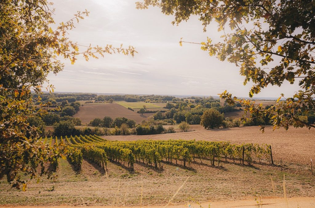 Le vignoble de Fronton obtient le renouvellement de la labélisation Vignobles & Découvertes – Sébastien Vincini : « Une véritable reconnaissance de la qualité du travail des vignerons et des viticulteurs de l’AOP Fronton, un marqueur fort de l’identité haut-garonnaise »