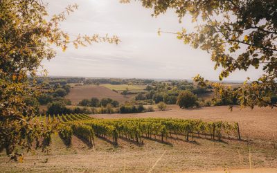 Le vignoble de Fronton obtient le renouvellement de la labélisation Vignobles & Découvertes – Sébastien Vincini : « Une véritable reconnaissance de la qualité du travail des vignerons et des viticulteurs de l’AOP Fronton, un marqueur fort de l’identité haut-garonnaise »